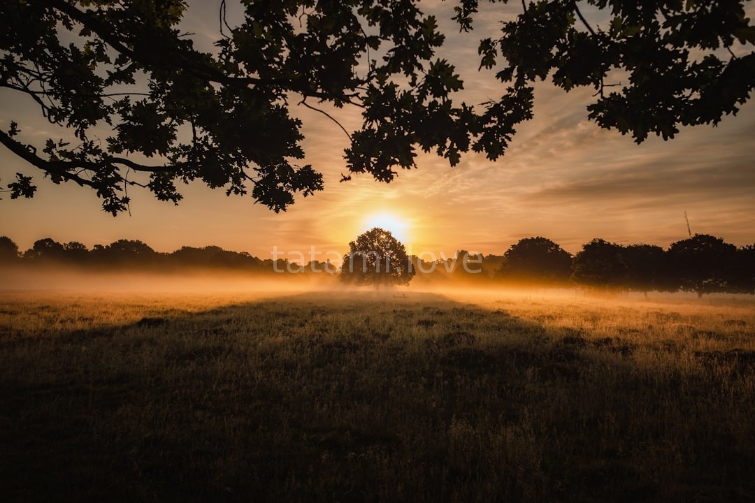 Serene landscape